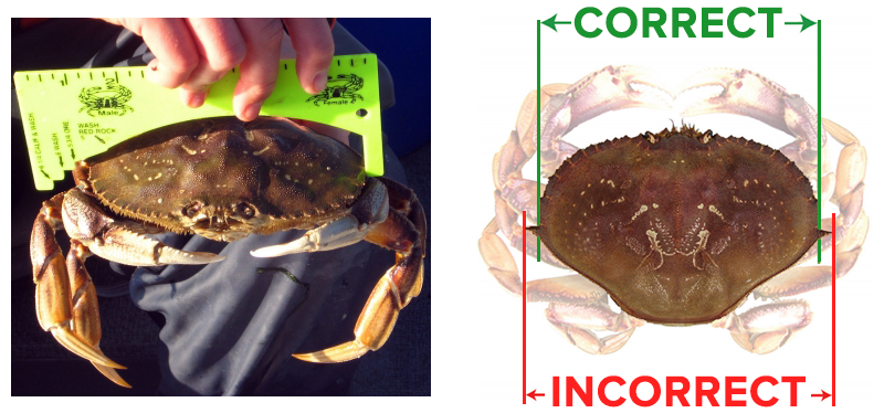 Recreational Crabbing  Englund Marine & Industrial Supply